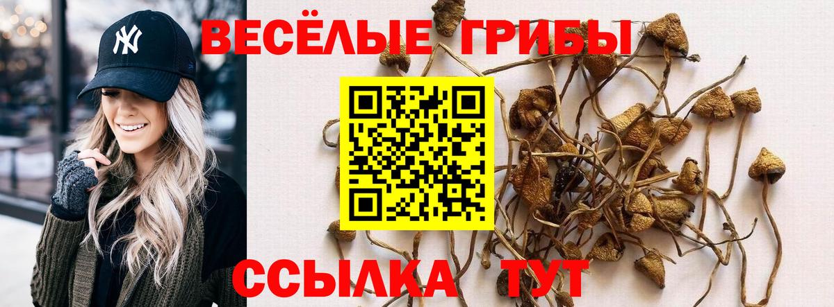 Псилоцибиновые грибы Psilocybine cubensis Гусев